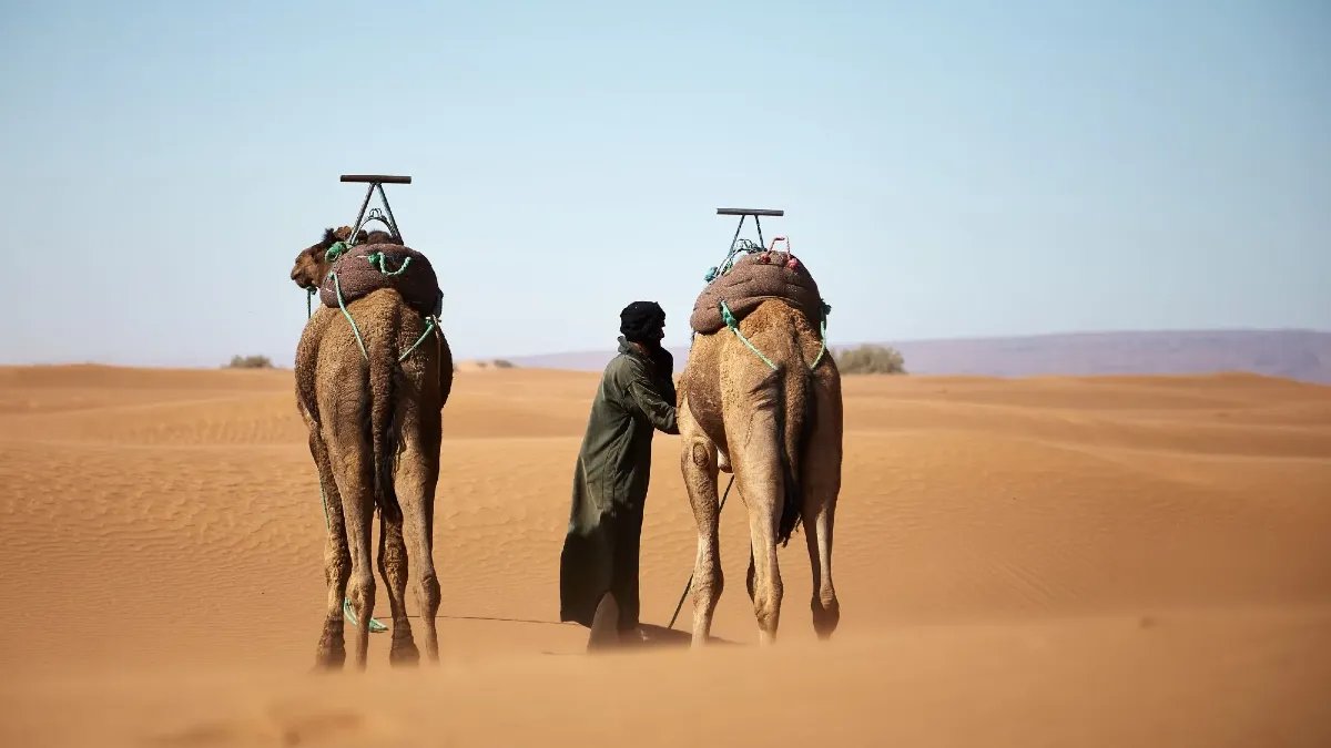 Premium Al Ain Family Evening Safari (Sharing / Group) in Al Ain | Best Price