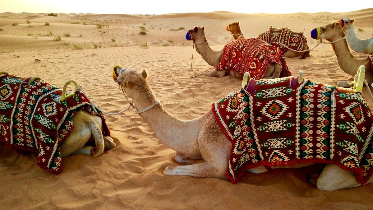 Premium Evening Desert Safari with BBQ & Live Shows