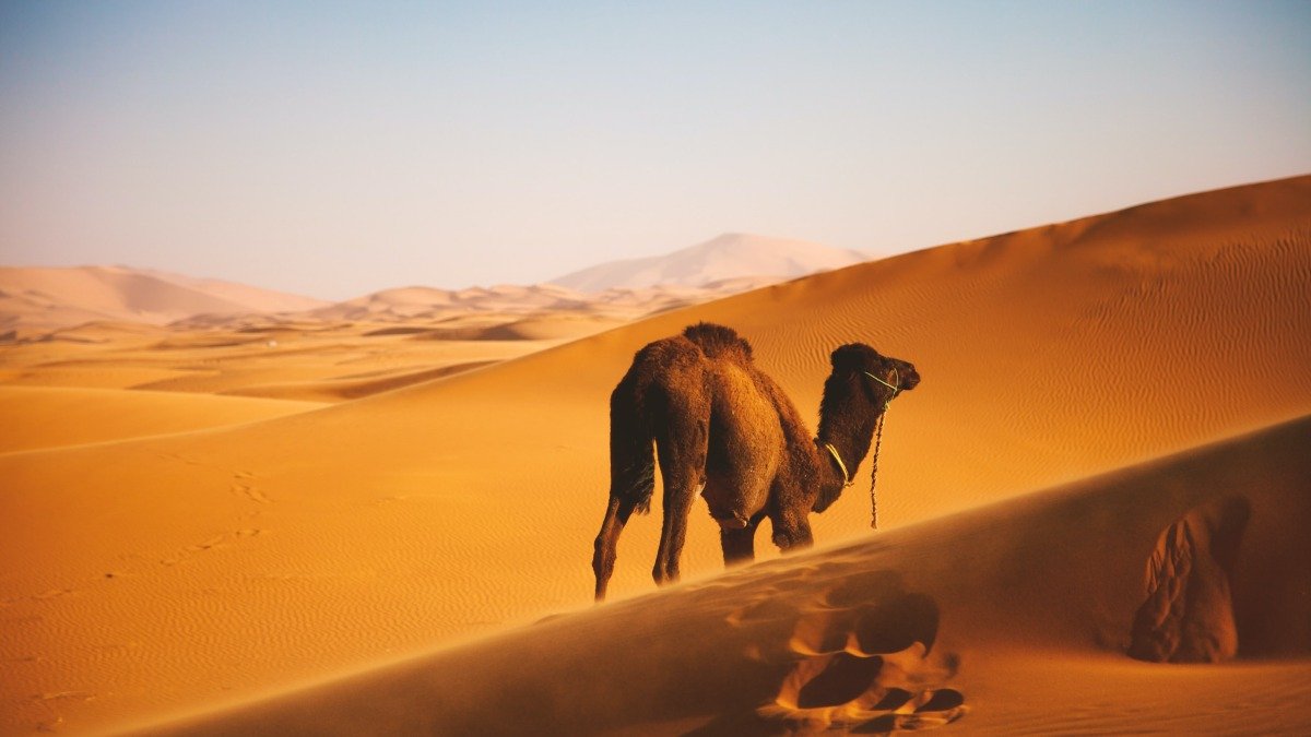 VIP Liwa Empty Quarter & Moreeb Dune Expedition